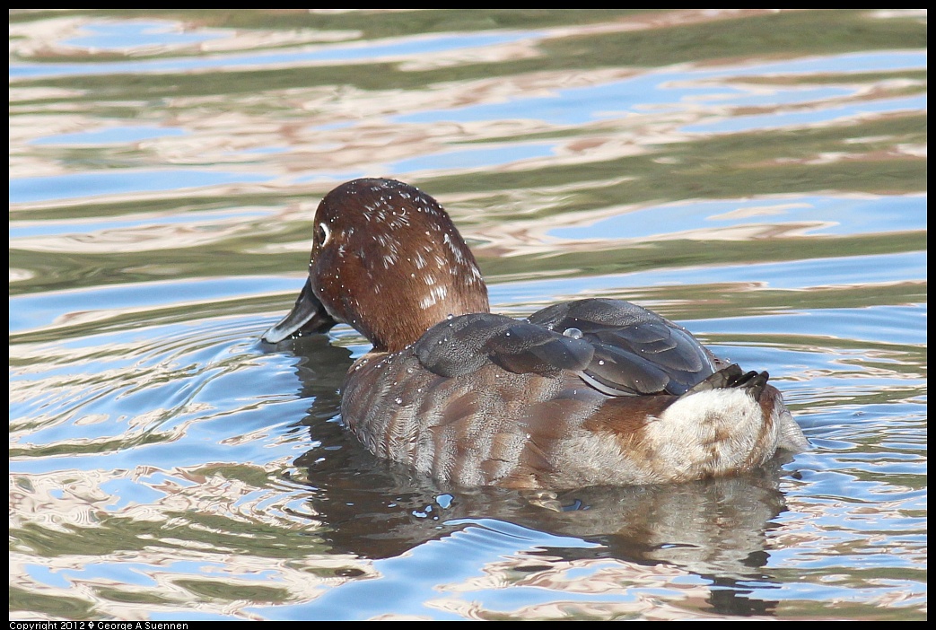 1121-143204-01.jpg - Ring-necked Duck