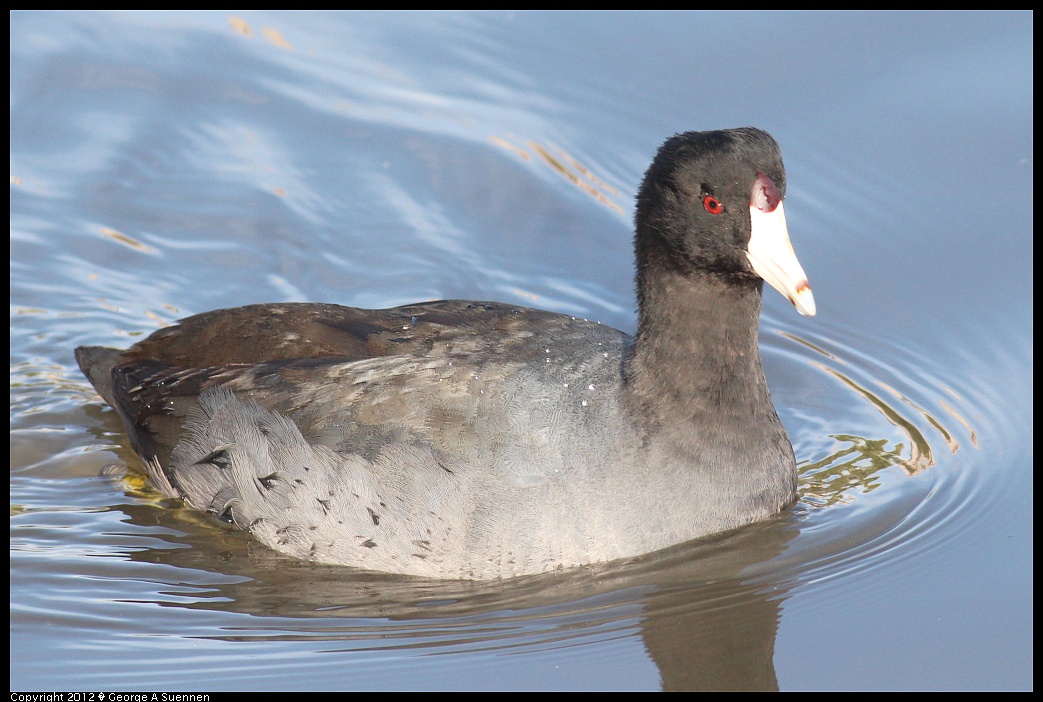 1121-143229-02.jpg - American Coot