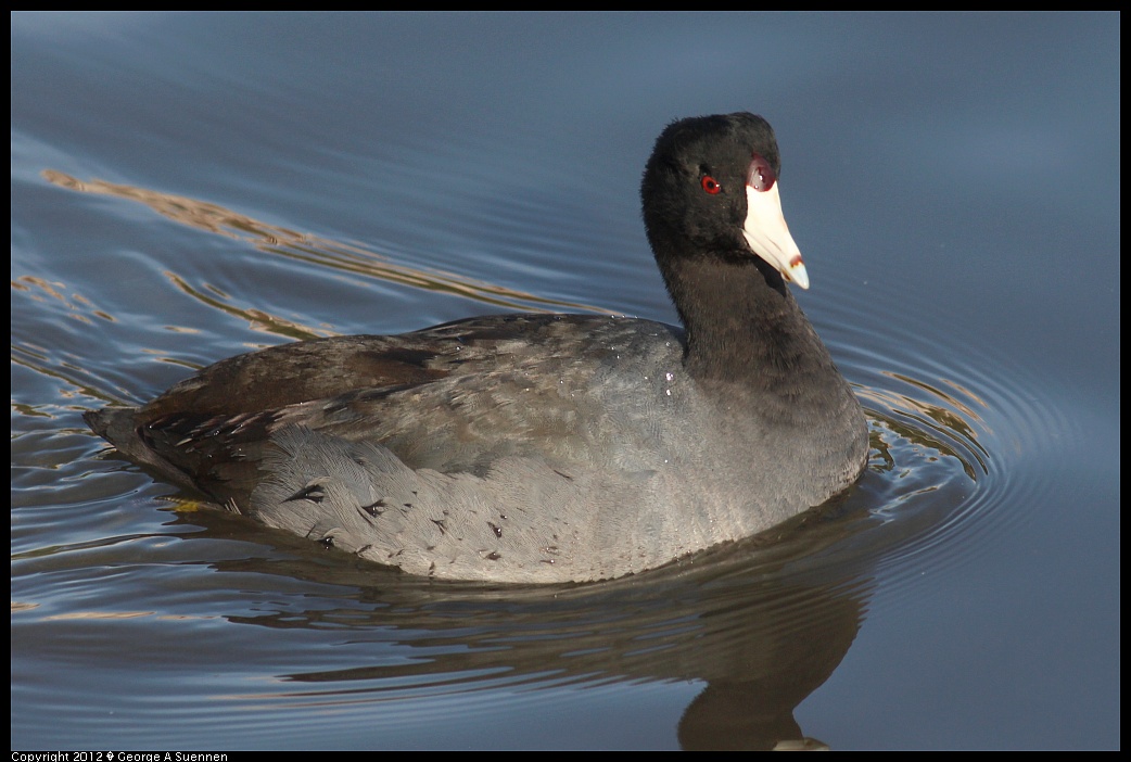 1121-143230-02.jpg - American Coot