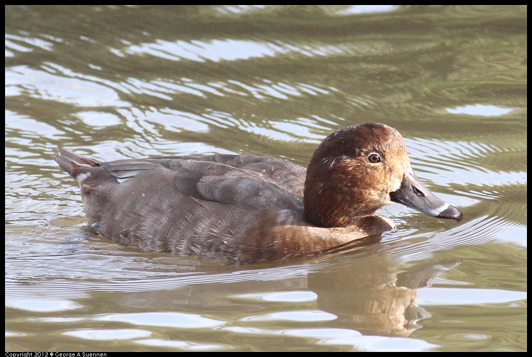 1121-144356-01.jpg - Ring-necked Duck