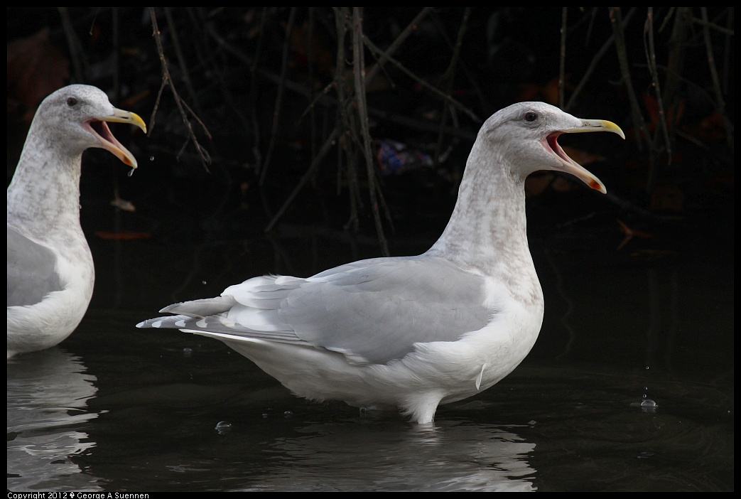 1121-144435-01.jpg - Glaucous-winged Gull (?)