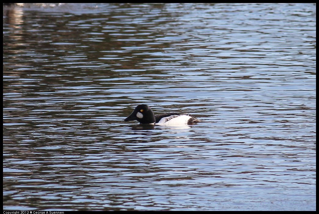 1121-144836-01.jpg - Common Goldeneye