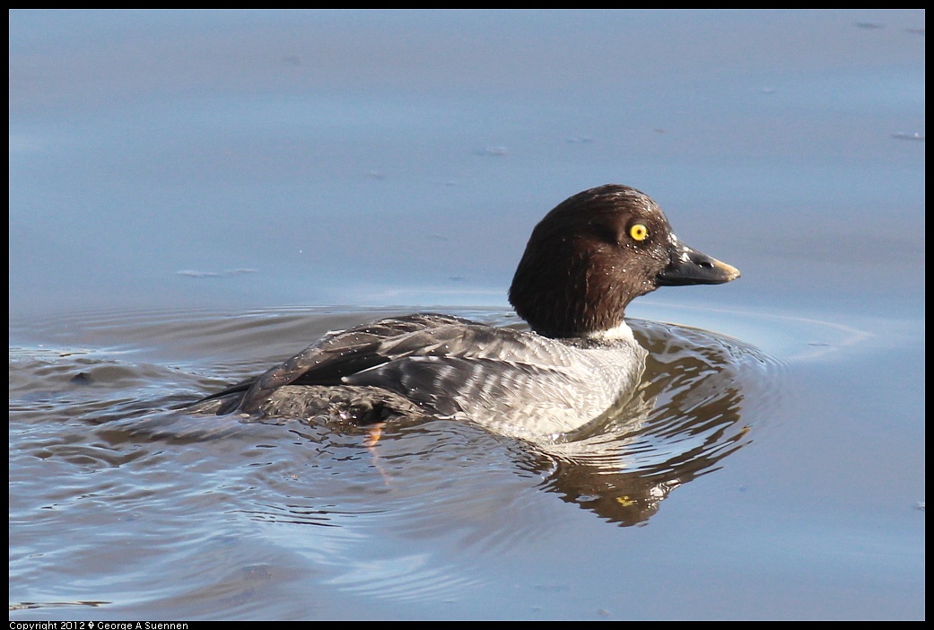 1121-145252-01.jpg - Common Goldeneye