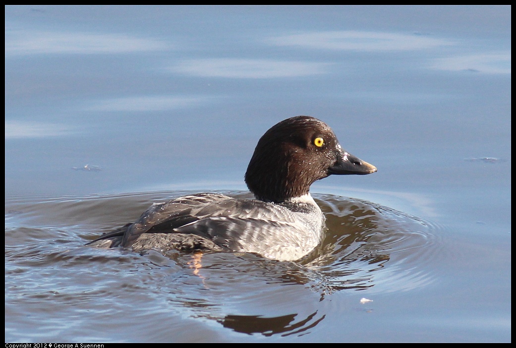 1121-145255-04.jpg - Common Goldeneye