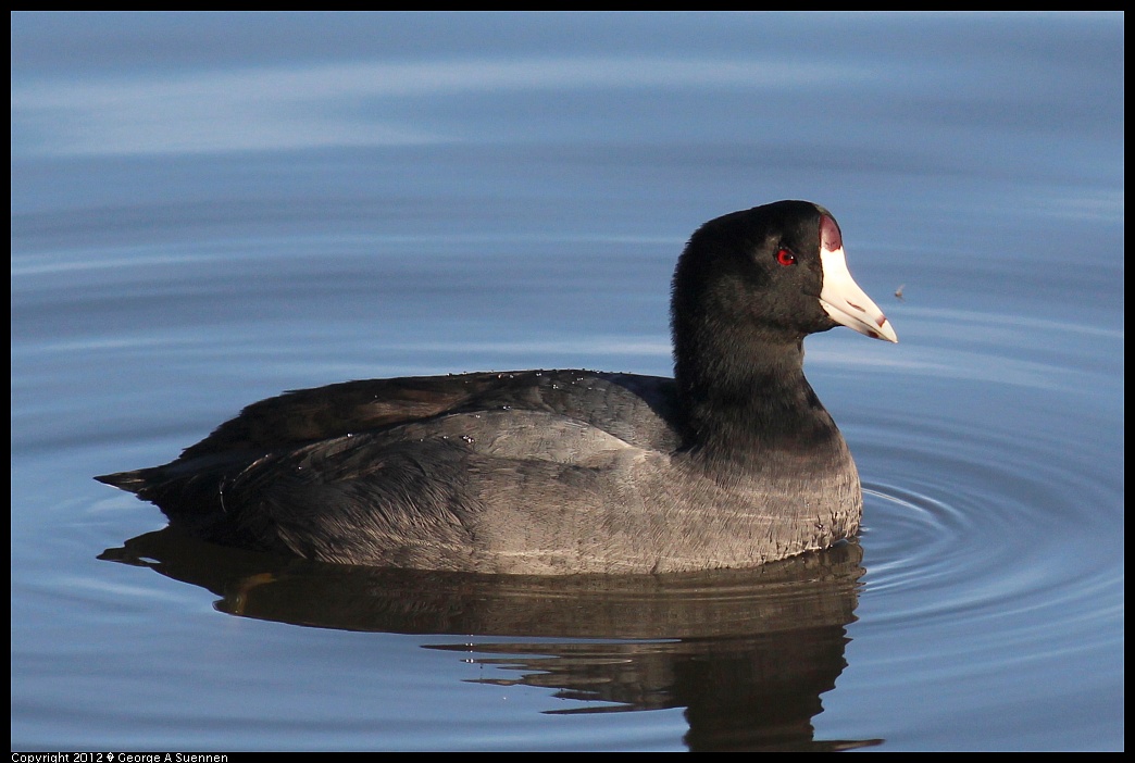 1121-153859-04.jpg - American Coot