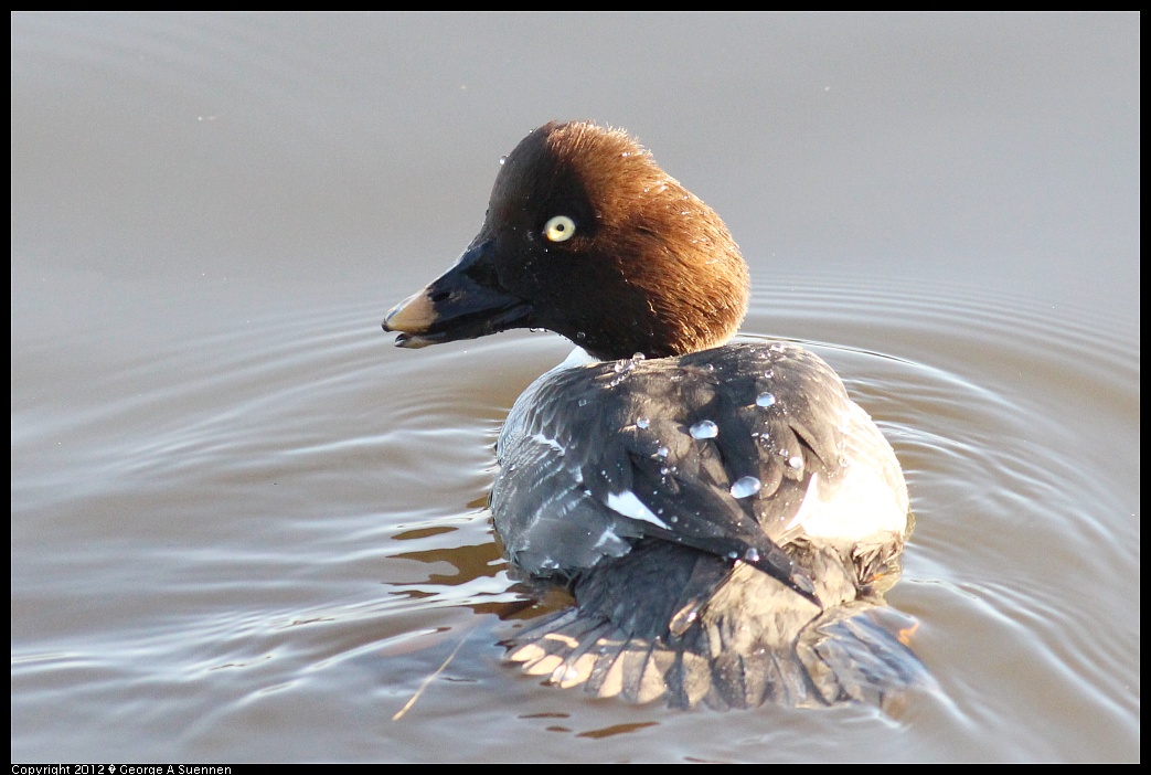 1121-154036-04.jpg - Common Goldeneye