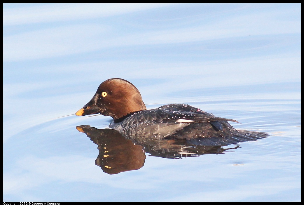 1121-154747-01.jpg - Common Goldeneye