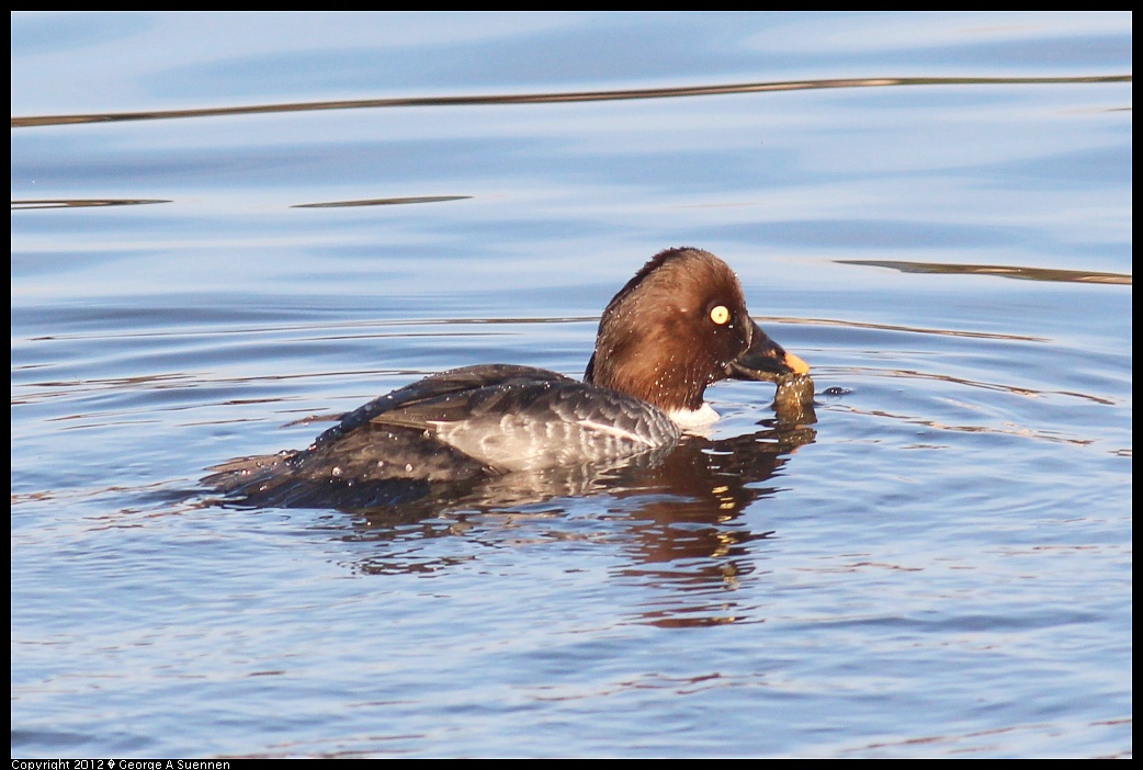 1121-154805-03.jpg - Common Goldeneye