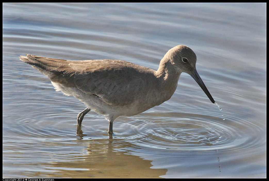 1124-141537-01.jpg - Willet