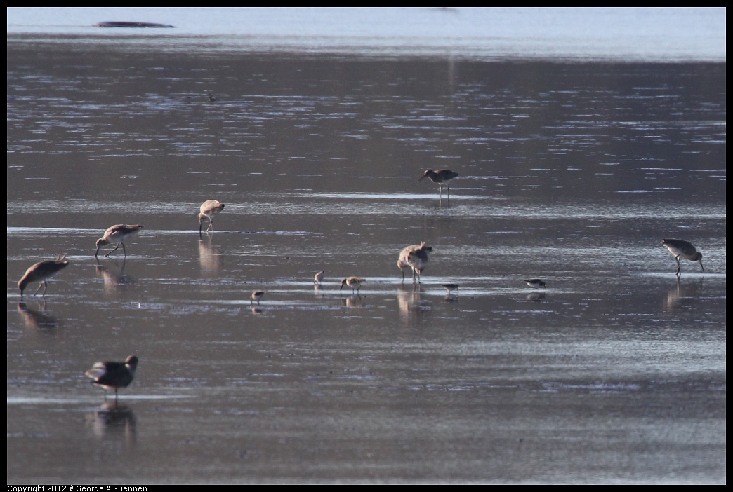 1124-141639-01.jpg - Willet, Dunlin, Western Sandpiper