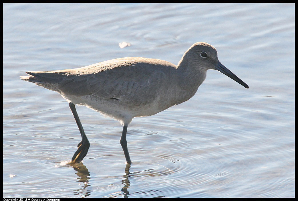 1124-141650-02.jpg - Willet