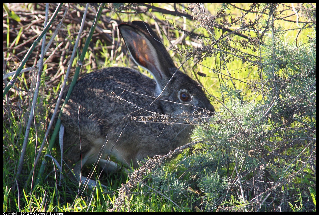 1124-141851-01.jpg - Rabbit