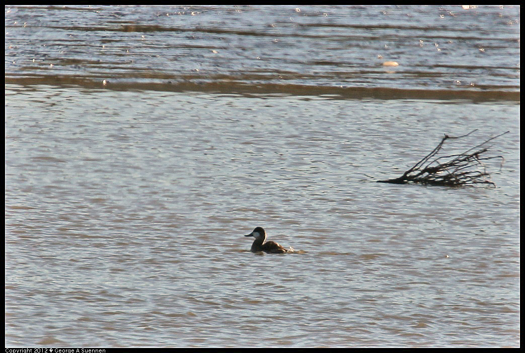 1124-142635-03.jpg - Ruddy Duck