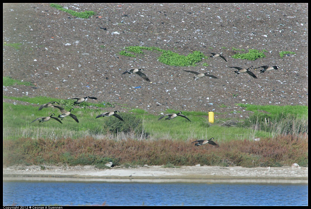 1124-143349-01.jpg - Canada Goose