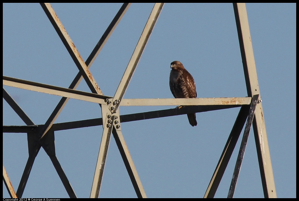 1124-145010-02.jpg - Red-tailed Hawk