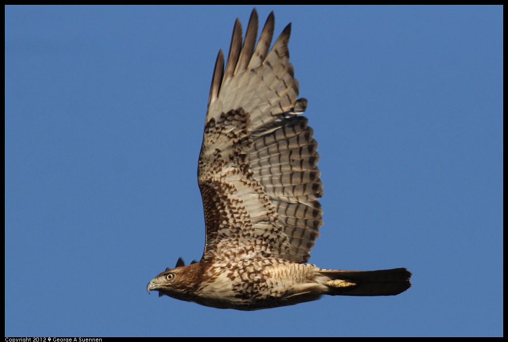 1124-145153-03.jpg - Red-tailed Hawk