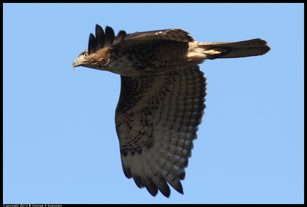 1124-145154-02.jpg - Red-tailed Hawk