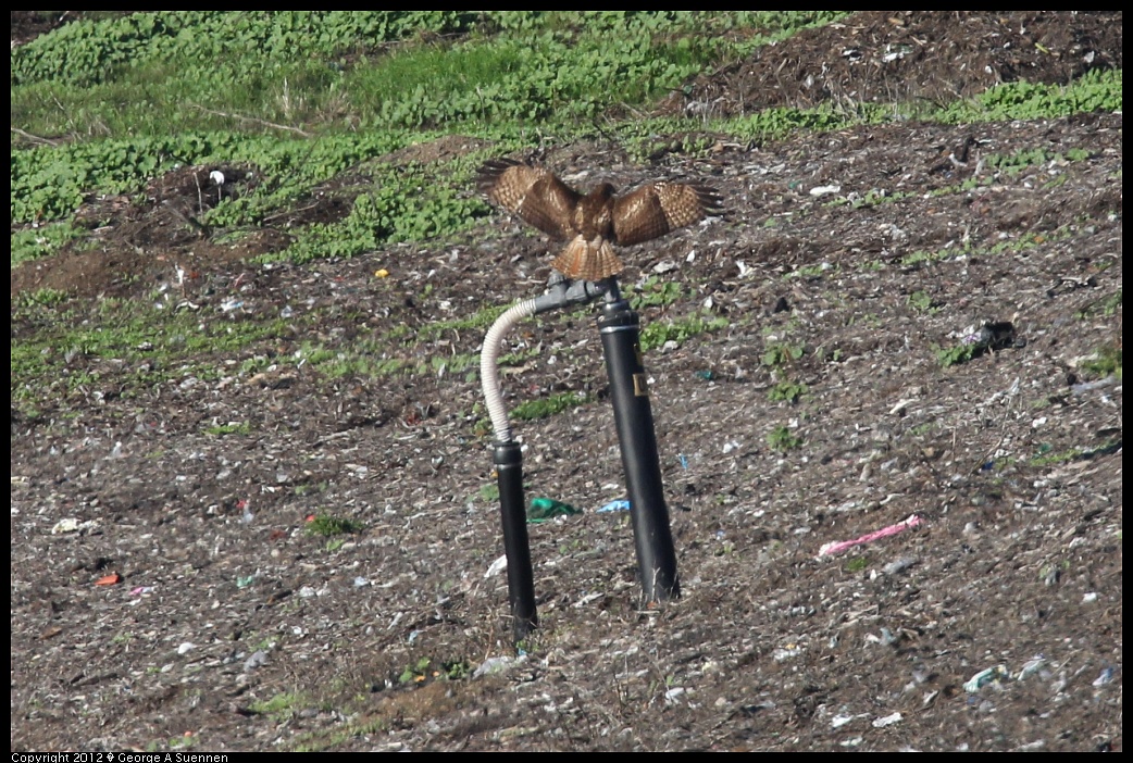 1124-145234-01.jpg - Red-tailed Hawk