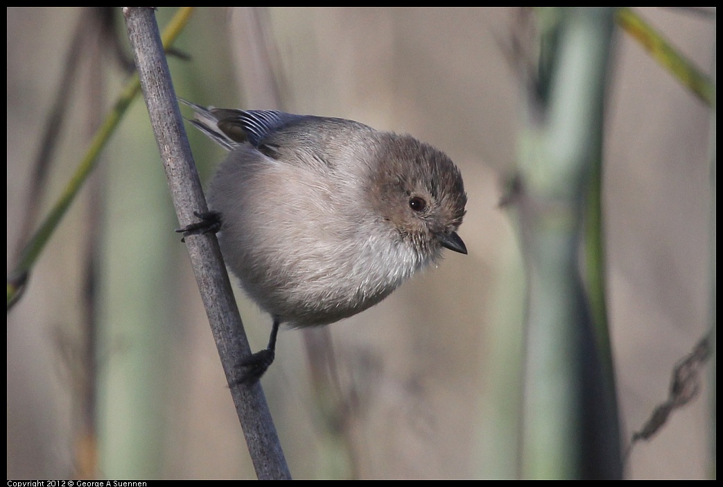 1207-100621-03.jpg - Bushtit