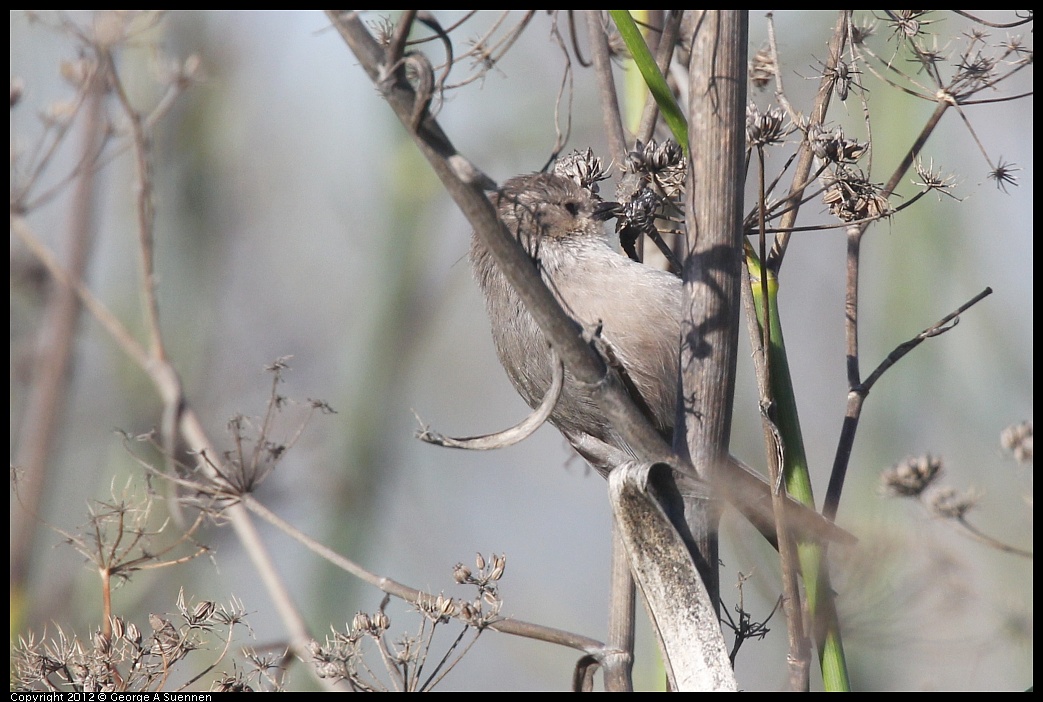 1207-100700-02.jpg - Bushtit