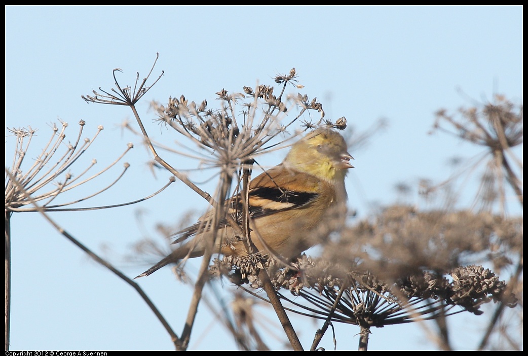 1207-100847-01.jpg - American Goldfinch