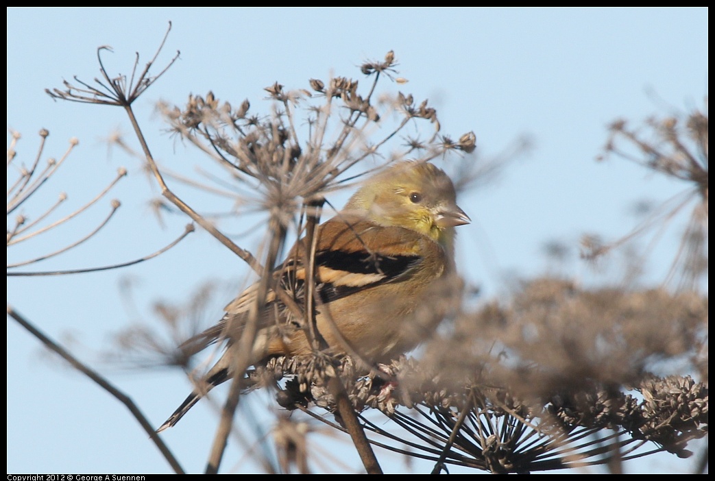 1207-100849-02.jpg - American Goldfinch