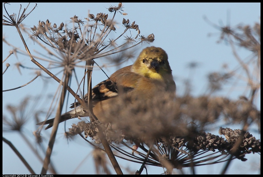 1207-100858-01.jpg - American Goldfinch