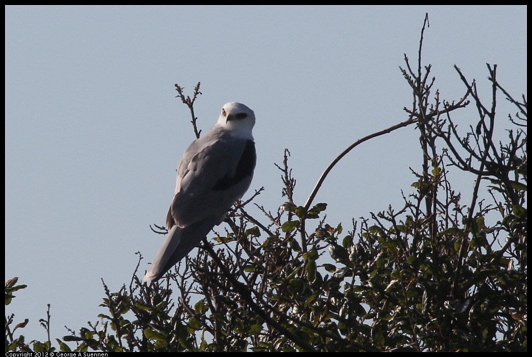 1207-101613-03.jpg - White-tailed Kite