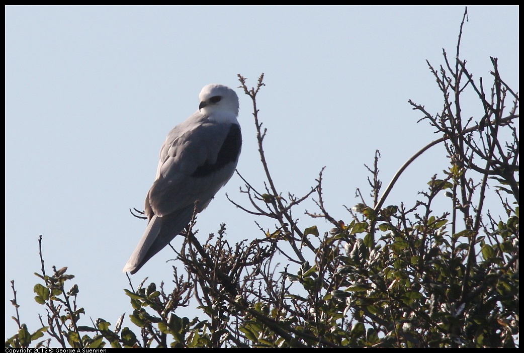 1207-101731-04.jpg - White-tailed Kite