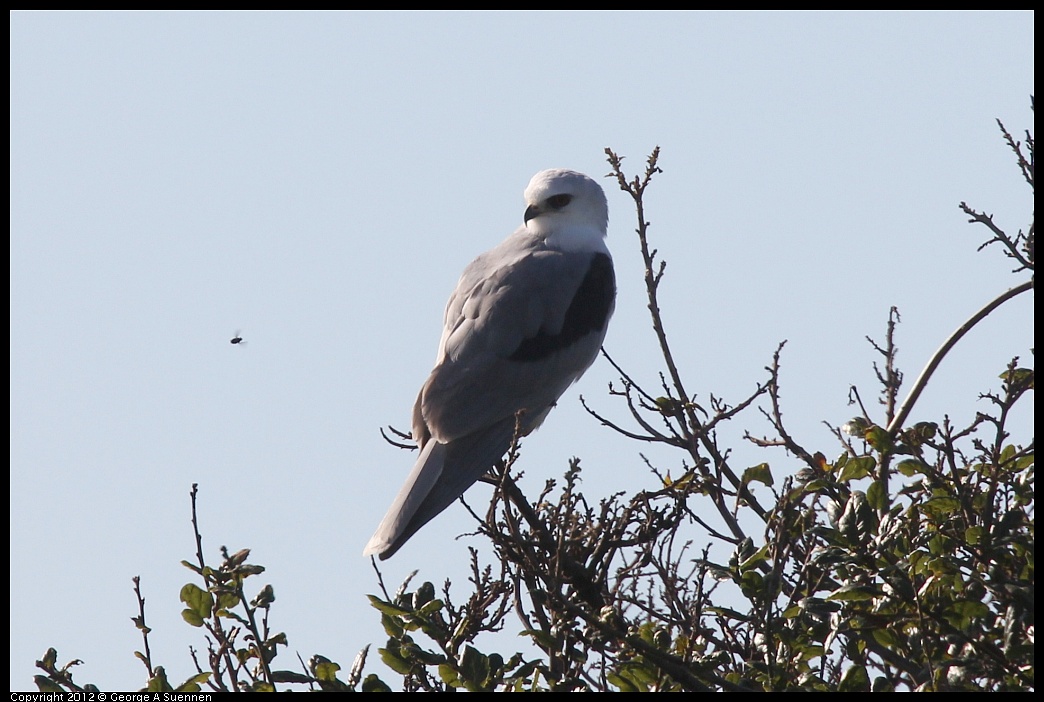 1207-101732-02.jpg - White-tailed Kite