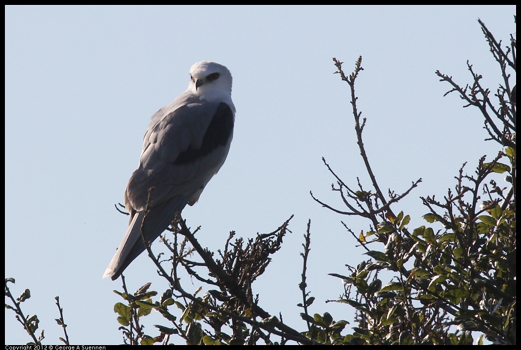 1207-101759-01.jpg - White-tailed Kite