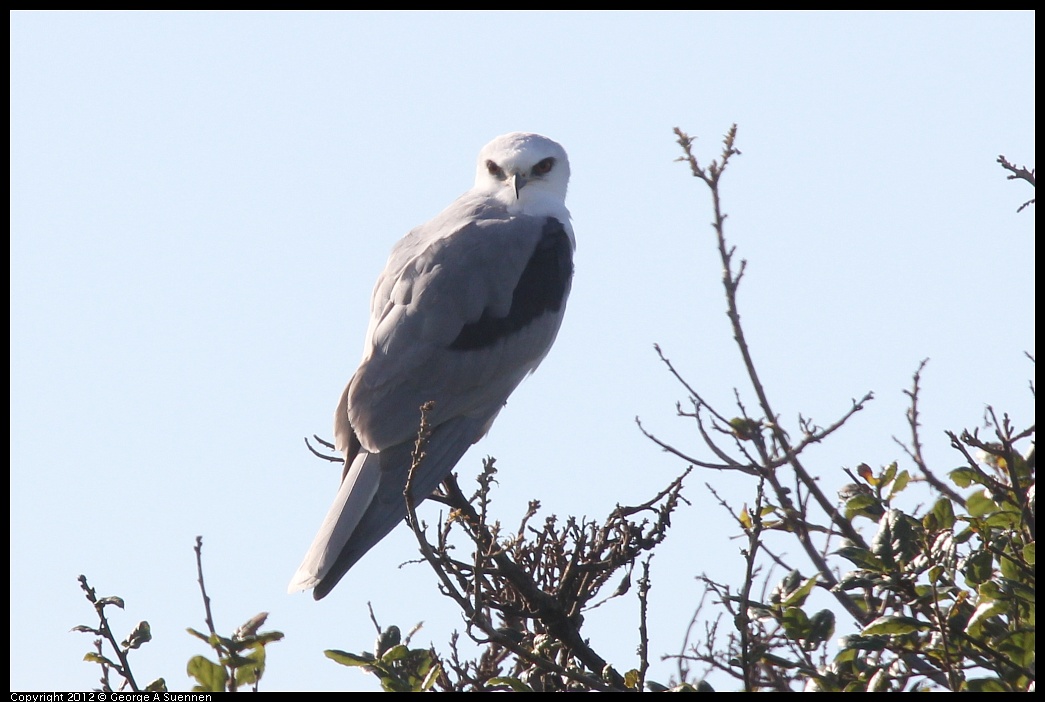 1207-101852-01.jpg - White-tailed Kite