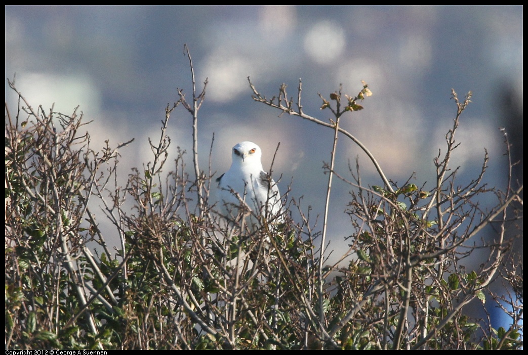 1207-102203-02.jpg - White-tailed Kite