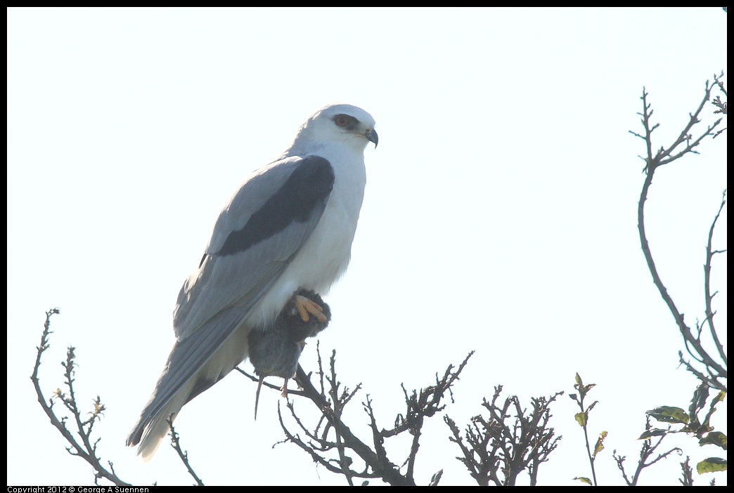 1207-102938-02.jpg - White-tailed Kite