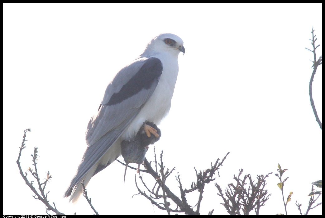 1207-102946-02.jpg - White-tailed Kite