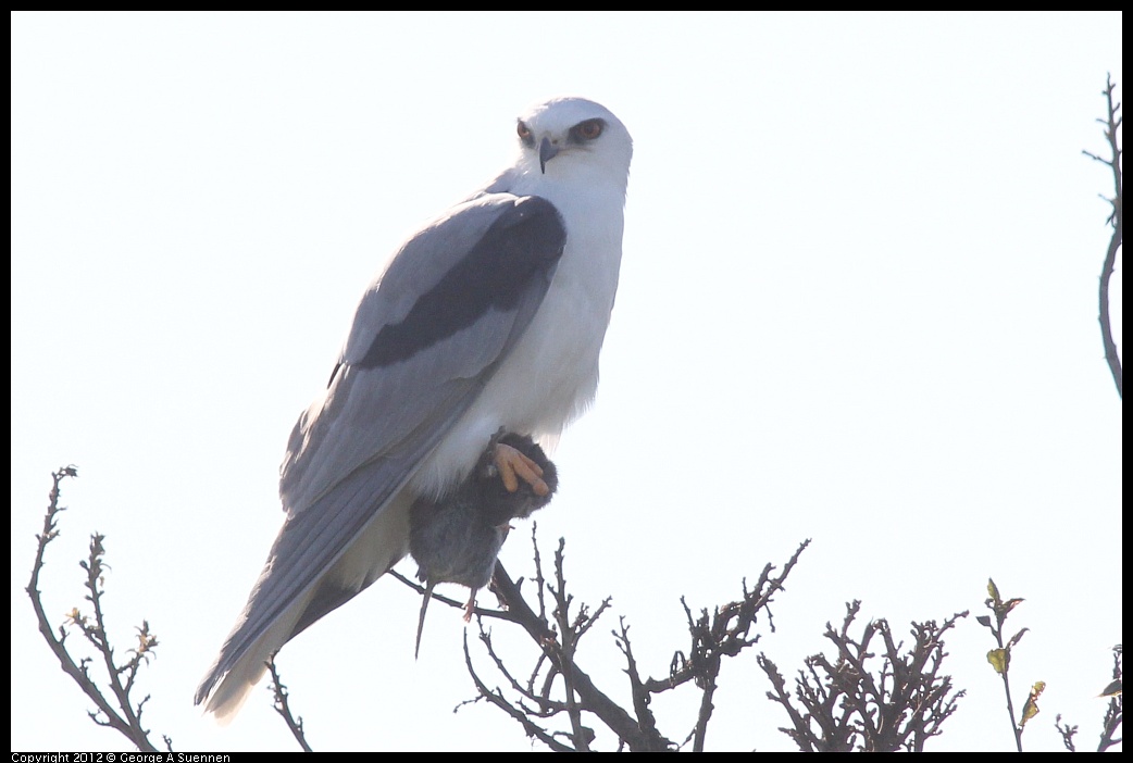 1207-102959-02.jpg - White-tailed Kite