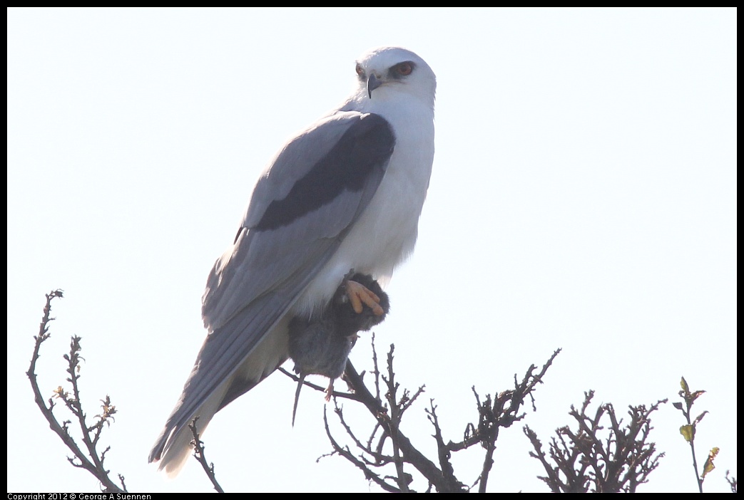 1207-103006-03.jpg - White-tailed Kite