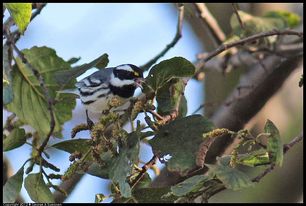 1209-130722-02.jpg - Black-throated Gray Warbler