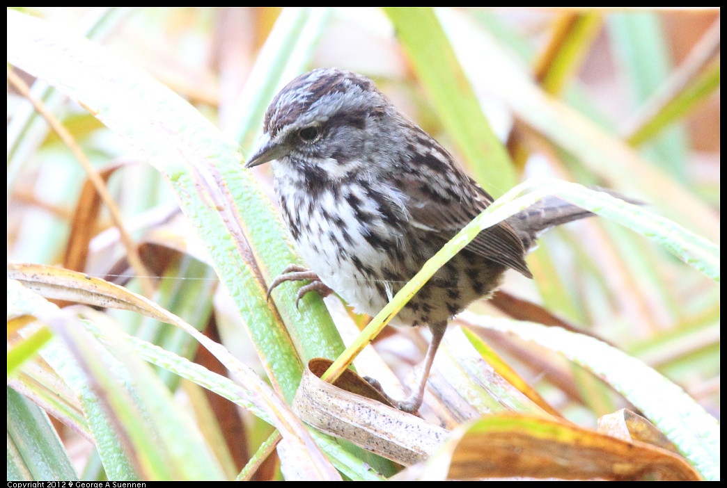 1210-084056-04.jpg - Song Sparrow