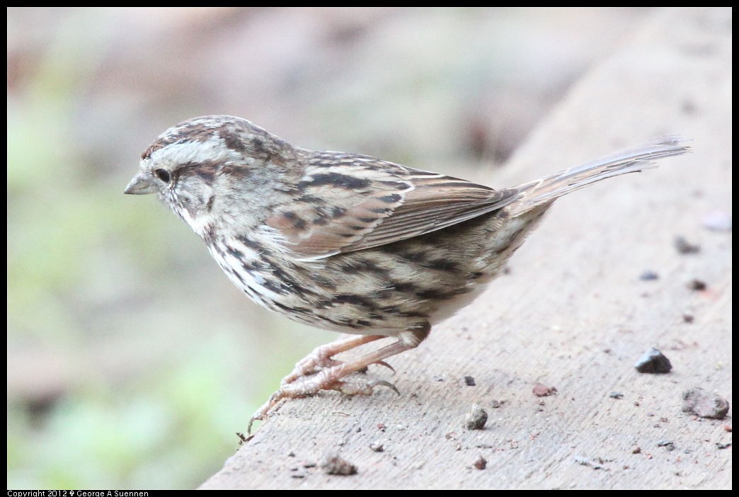 1210-084108-04.jpg - Song Sparrow