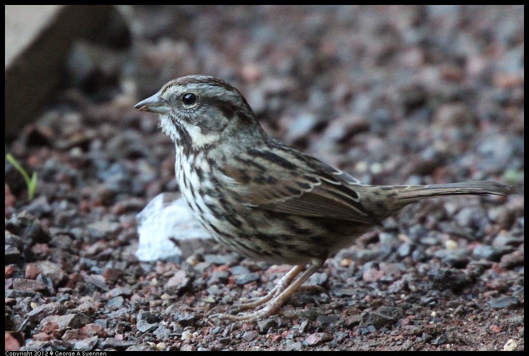 1210-084120-02.jpg - Song Sparrow