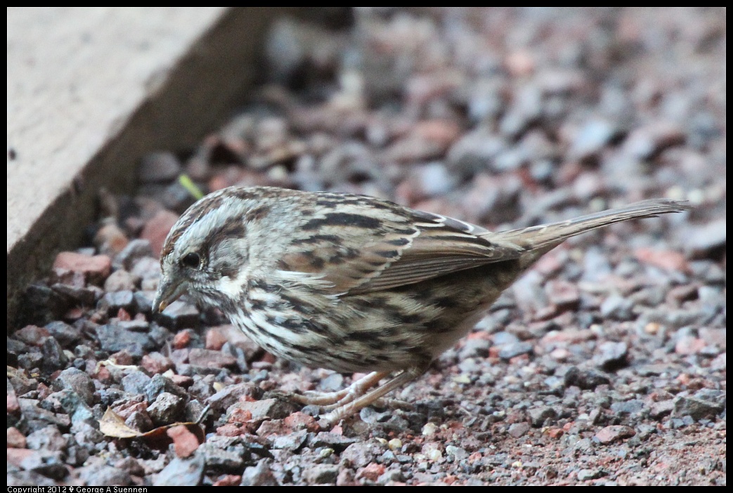 1210-084122-03.jpg - Song Sparrow