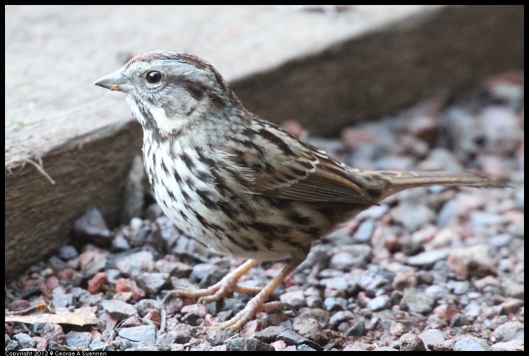 1210-084147-01.jpg - Song Sparrow