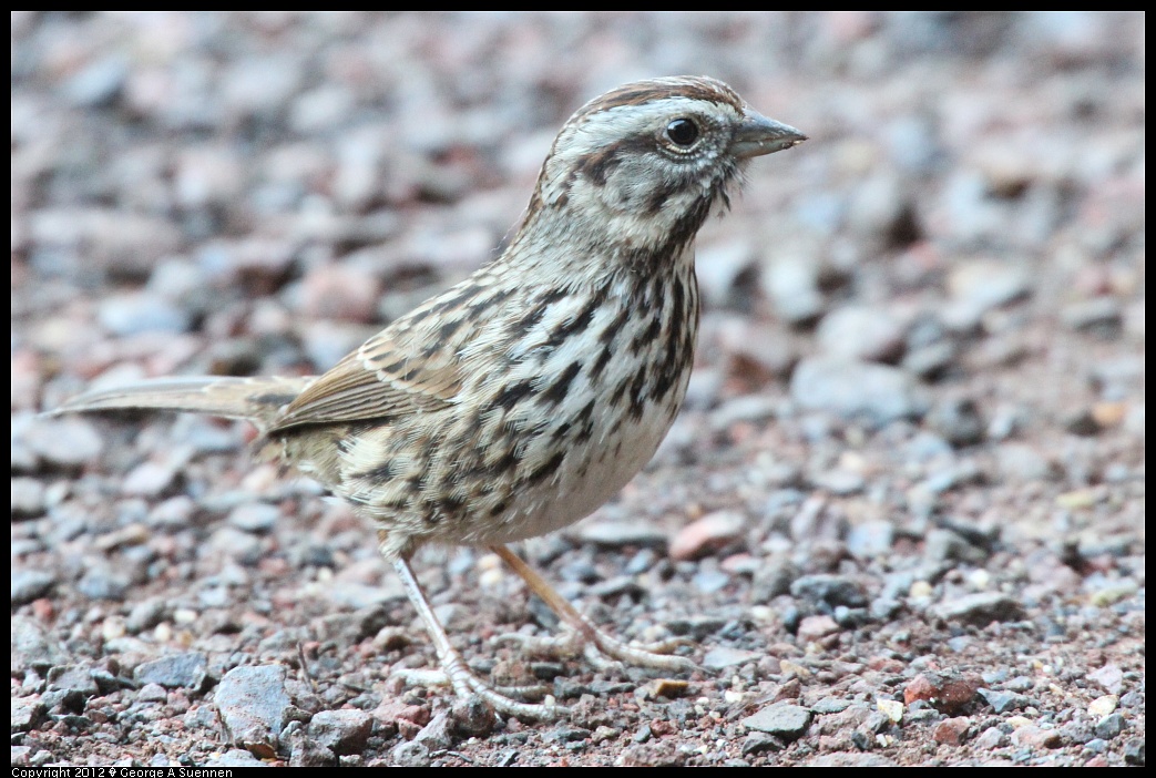 1210-084158-01.jpg - Song Sparrow