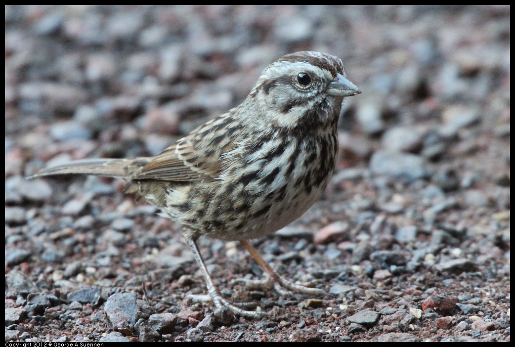 1210-084201-04.jpg - Song Sparrow