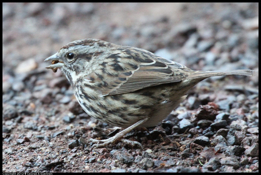 1210-084303-01.jpg - Song Sparrow