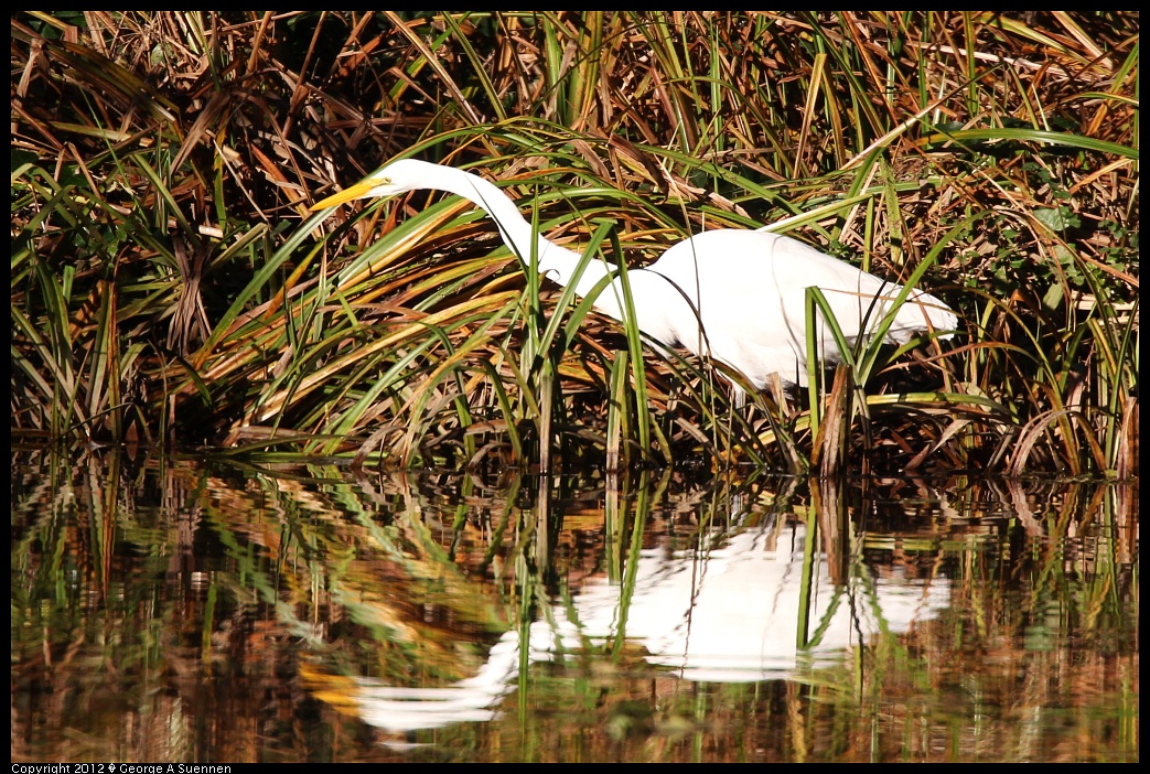 1210-084328-01.jpg - Great Egret