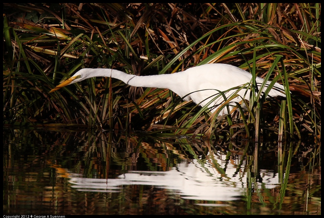 1210-084355-01.jpg - Great Egret