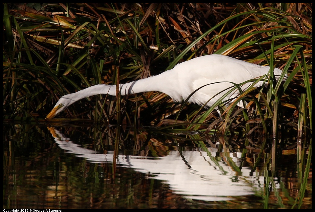 1210-084355-04.jpg - Great Egret