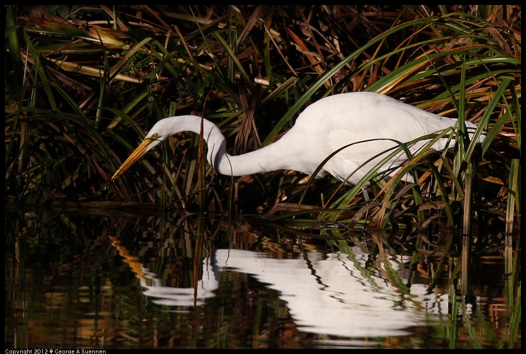 1210-084355-06.jpg - Great Egret